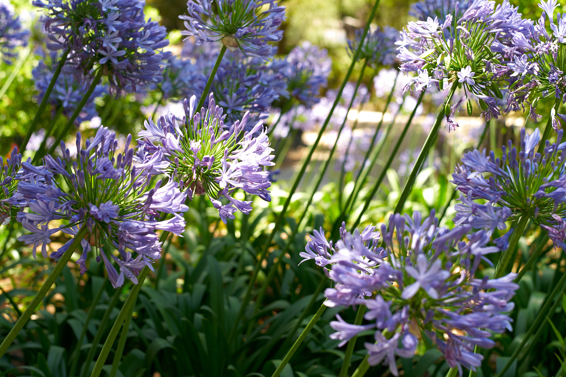 accueil pepiniere cotedamour production vente vegetaux saint nazaire loire atlantique 2 accueil-pepiniere-cotedamour-production-vente-vegetaux-saint-nazaire-loire-atlantique-2