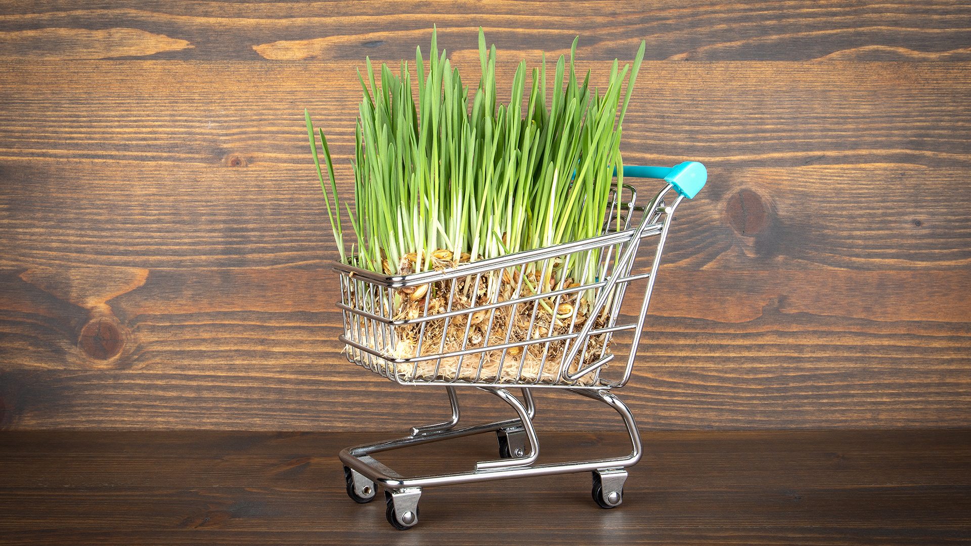 prochain arrivage de plantes en septembre pepiniere cotedamour production vente vegetaux saint nazaire loire atlantique