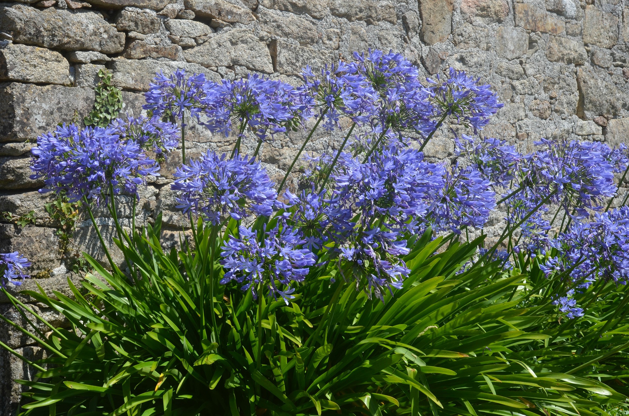produit agapanthe pepiniere cotedamour production vente vegetaux saint nazaire loire atlantique 2 produit-agapanthe-pepiniere-cotedamour-production-vente-vegetaux-saint-nazaire-loire-atlantique-2