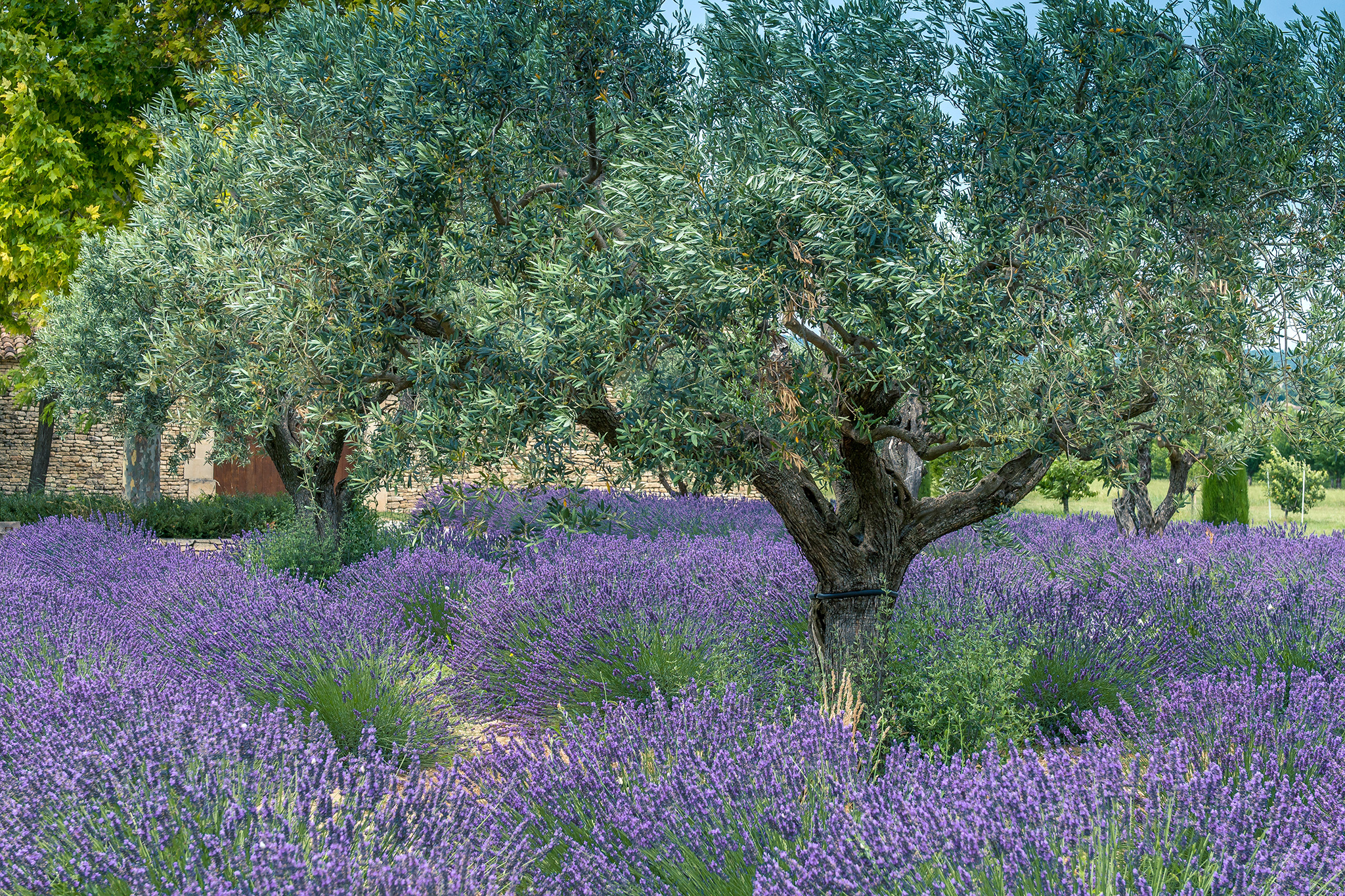 produit olivier pepiniere cotedamour production vente vegetaux saint nazaire loire atlantique 2 produit-olivier-pepiniere-cotedamour-production-vente-vegetaux-saint-nazaire-loire-atlantique-2