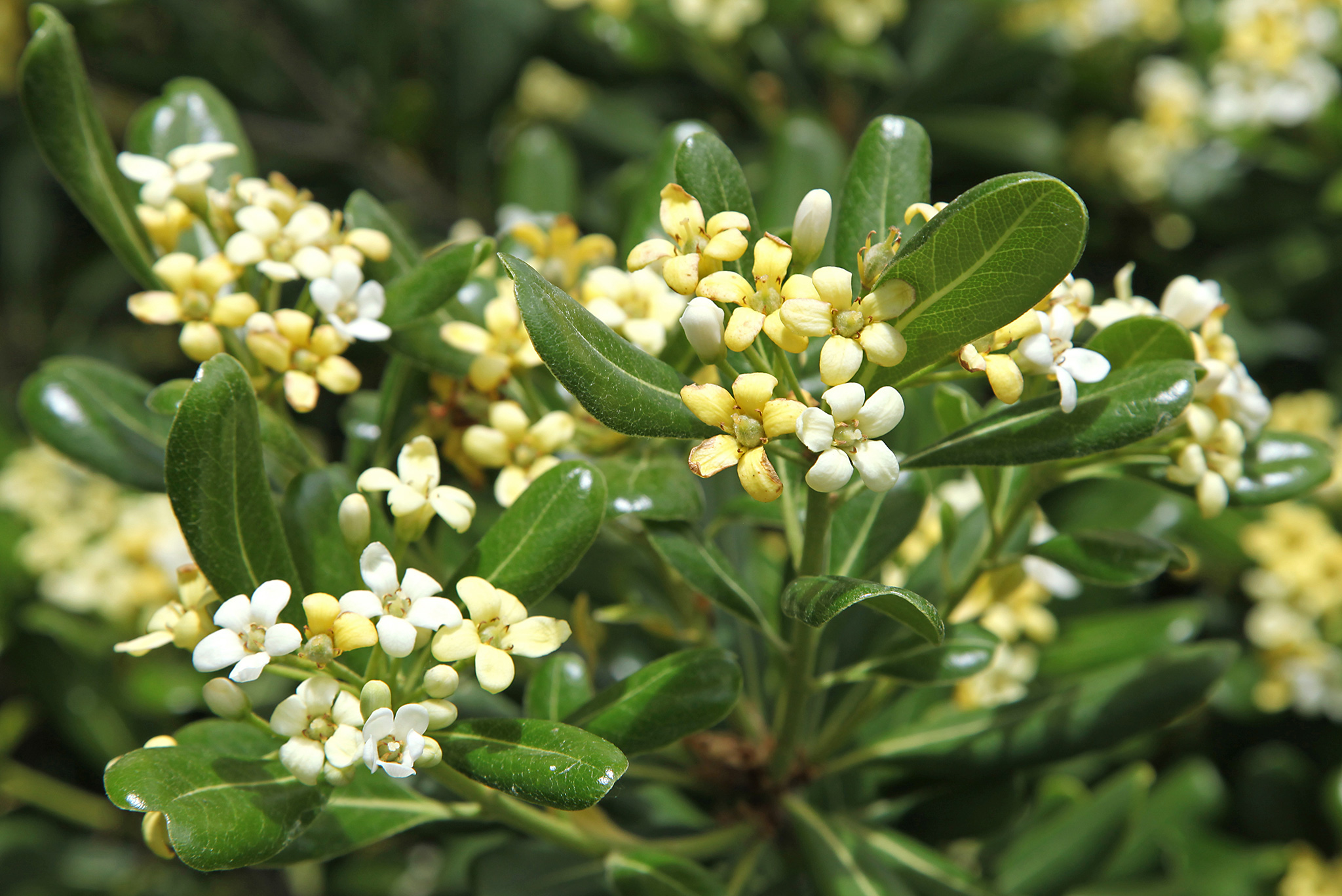 produit pittosporum pepiniere cotedamour production vente vegetaux saint nazaire loire atlantique 2 produit-pittosporum-pepiniere-cotedamour-production-vente-vegetaux-saint-nazaire-loire-atlantique-2