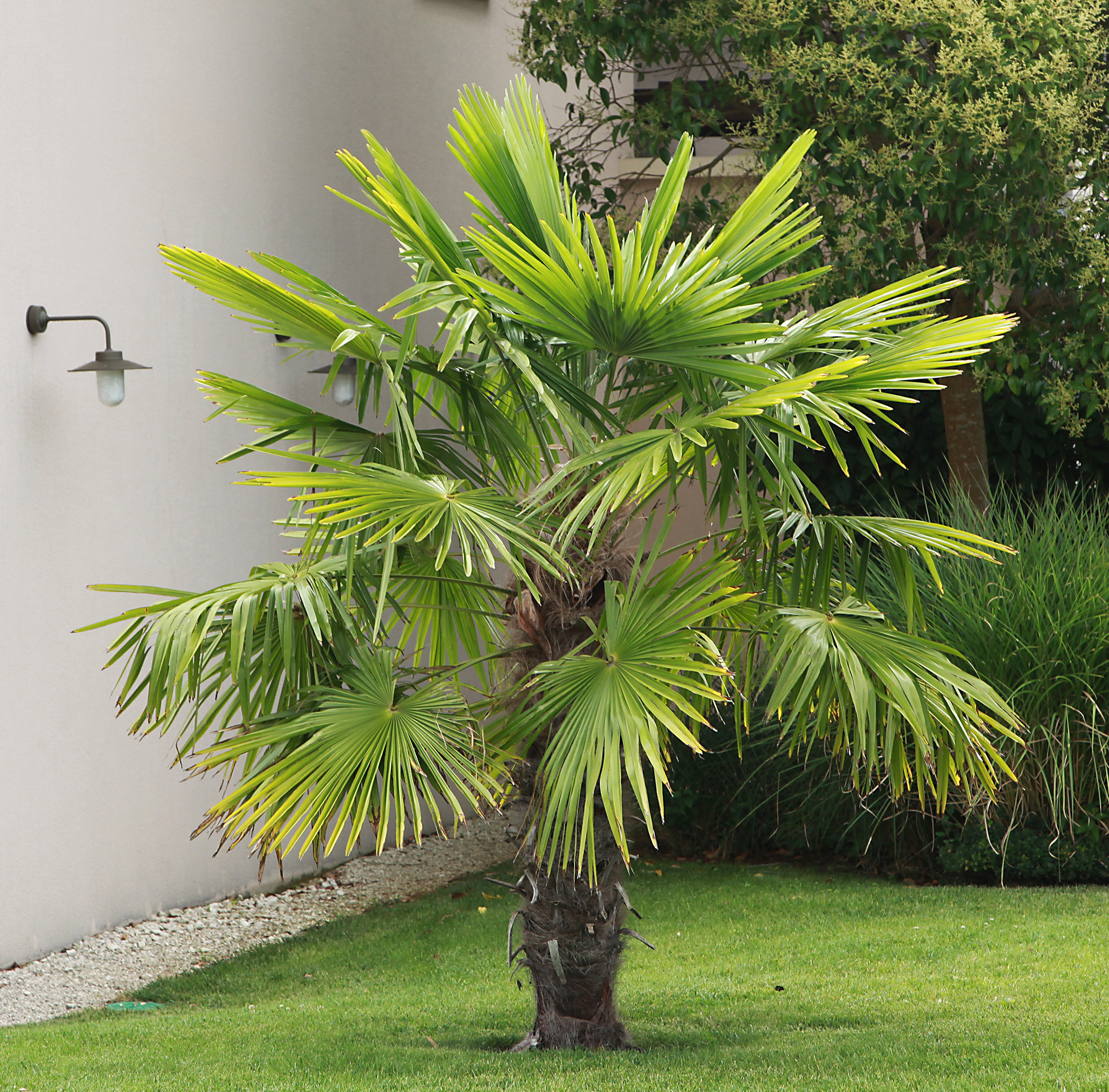 produit trachycarpus fortunei pepiniere cotedamour production vente vegetaux saint nazaire loire atlantique 2 produit-trachycarpus-fortunei-pepiniere-cotedamour-production-vente-vegetaux-saint-nazaire-loire-atlantique-2